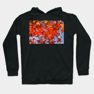 Maple (Acer ), red autumn leaves on a tree, Germany Hoodie